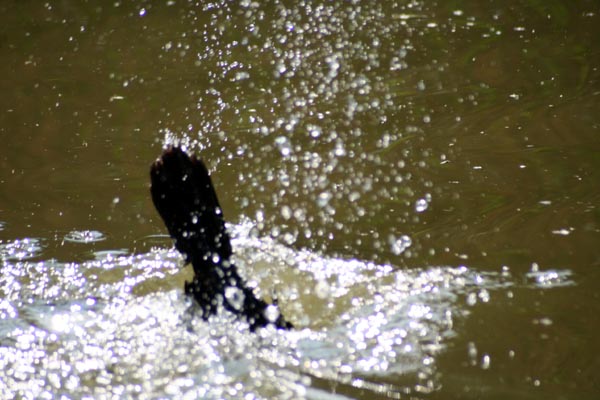 Killikus&reg; Fotographie